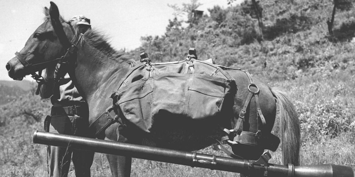 Sergeant Reckless Korean War Horse Served with Valor